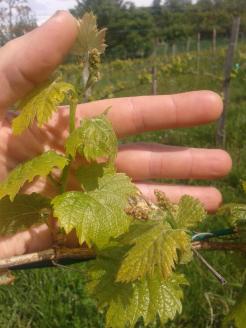Italian Riesling vine shoot and flower clusters.