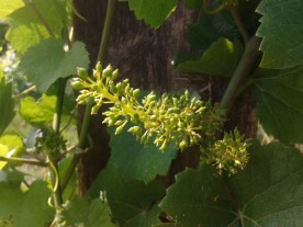 After bloom tiny grape berries appear.