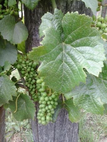 Pinot Gris young grape berries.