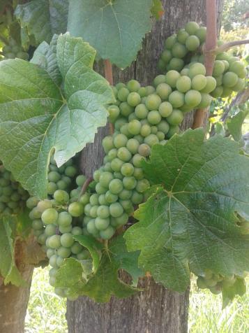 Pinot Gris just starting veraison. Just one or two berries.