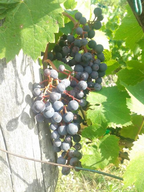 Turán / Agria completed of veraison.