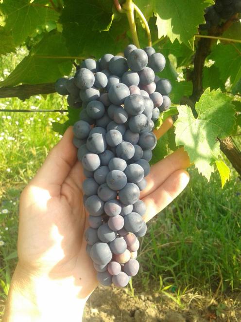 Turán / Agria after completing veraison.