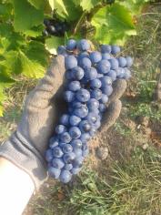 Harvested Turán grape cluster.
