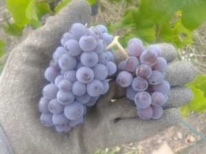 An example of Pinot Gris with a child cluster.