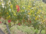 Autumn colors starting in the vineyard.