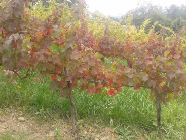 Autumn colors of Turán and Italian Riesling (background).