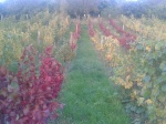 Autumn in the vineyard.